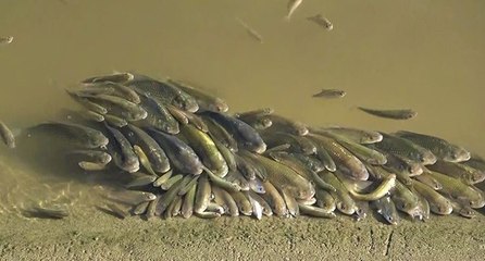 Yeşilırmak’ta üzen görüntüler: Balıklar böyle çırpındı