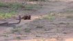 Black Cobra vs Mongoose