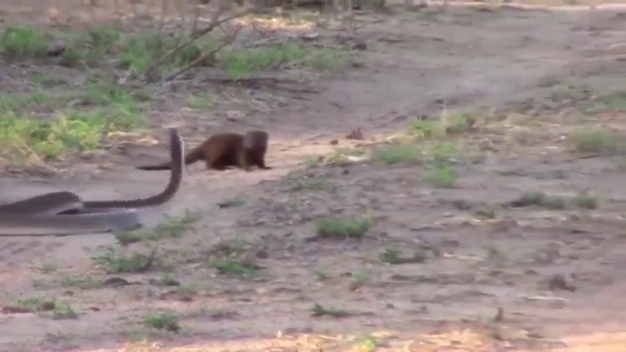 Black Cobra vs Mongoose