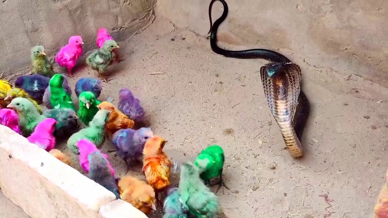 Black Cobra and Chickens