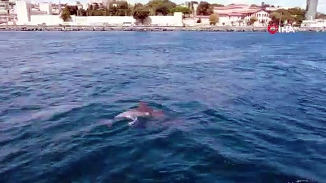 İstanbul Boğazı'nda görüntülenen yunuslar renkli görüntüler oluşturdu