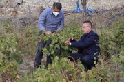 Cumhurbaşkanı Yardımcısı Oktay, memleketi Çekerek'te üzüm hasadına katıldı