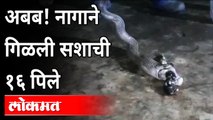 अबब! नागाने गिळली सशाची १६ पिल्ले | Snake  Eating 16 Baby Rabbits | Chandrapur | Maharashtra News