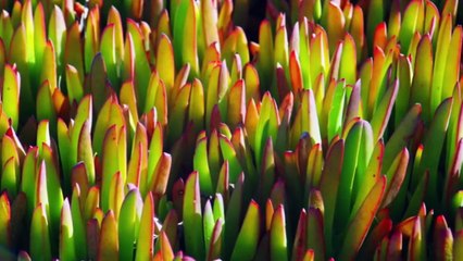 - Relaxing piano music with 4k tulip field by sonic sound ncs_v720P