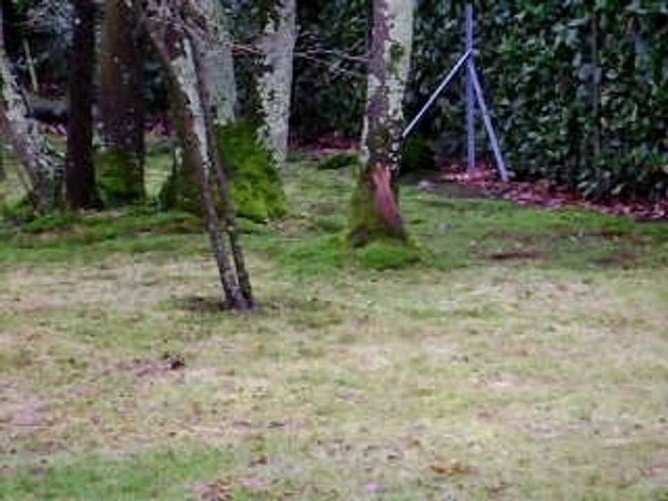 écureuil des bois