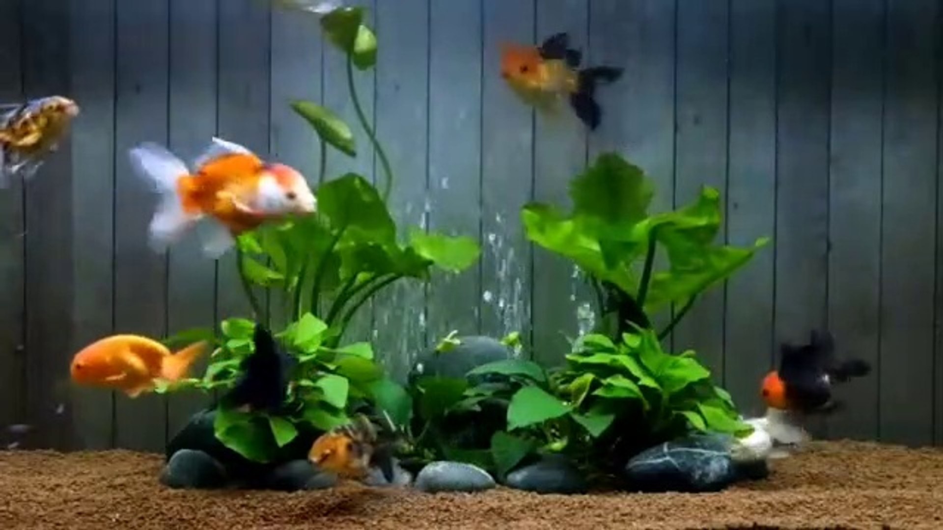 106+ Set Up Aquarium Ikan Koki Gratis