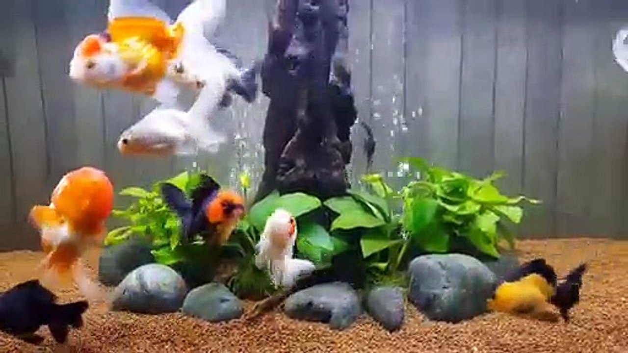 Simple Aquascape Part 2