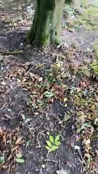 Gaëlle mariée : Précieuses images de son mariage à la campagne.