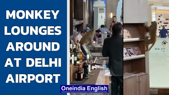 Monkey enjoys juice at Delhi’s IGI airport VIP lounge, Watch video| Oneindia News