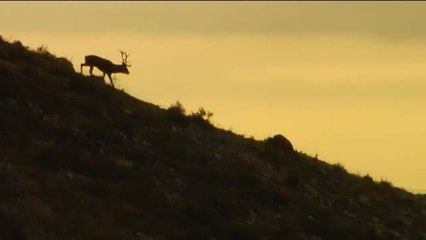 Llega con el otoño el tiempo de la berrea