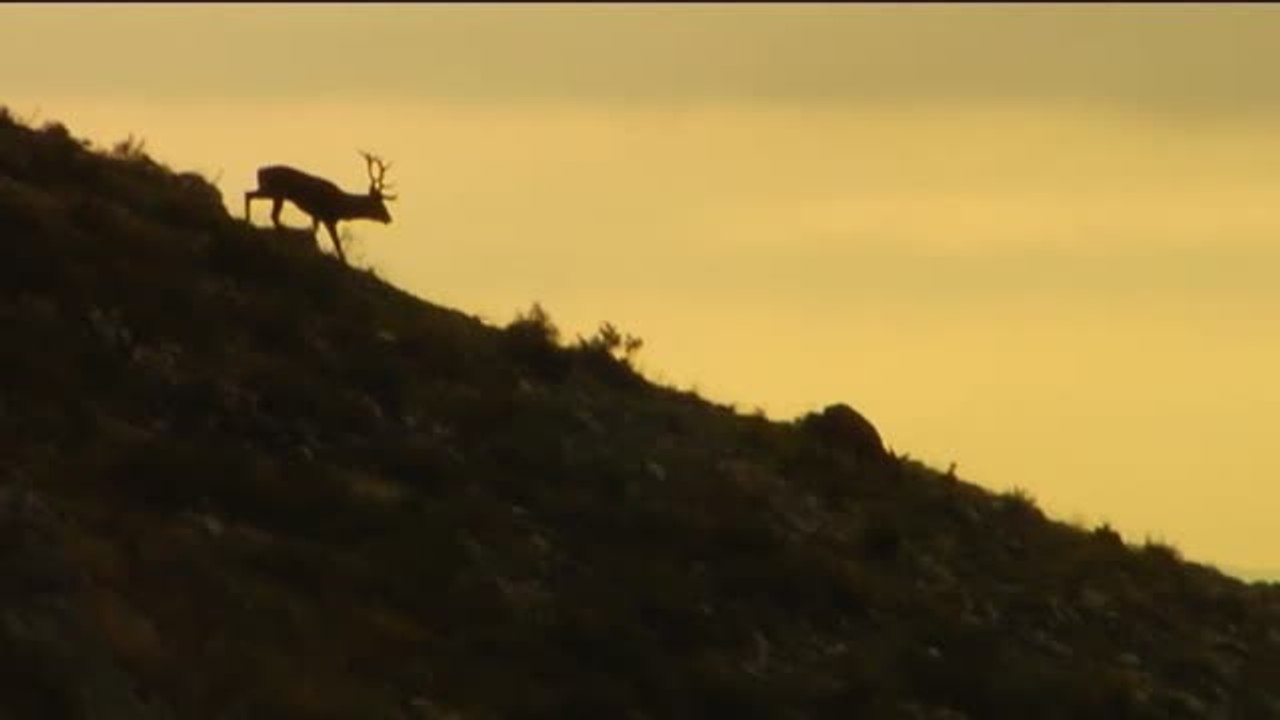 Llega con el otoño el tiempo de la berrea