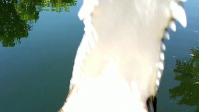 En Australie, un crocodile attrape un drone en plein vol