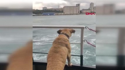 BOJİ BU SEFER VAPURDA