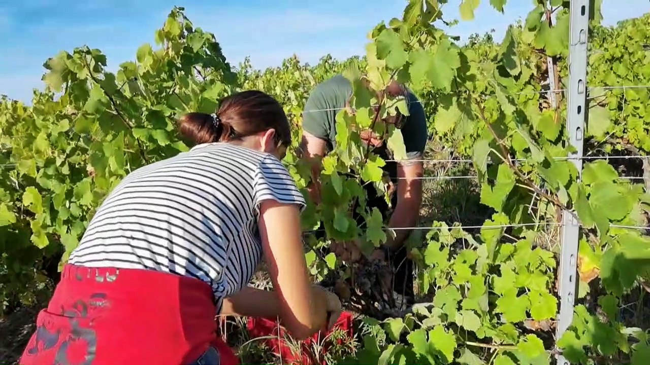 Vauvert : vendanges manuelles à la cave coopérative de Gallician