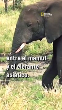 ¿Se podría resucitar a los mamuts? Algunos científicos creen que sí, pero no está claro...