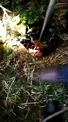 Cachorrinho é resgatado de bueiro em São Francisco do Sul