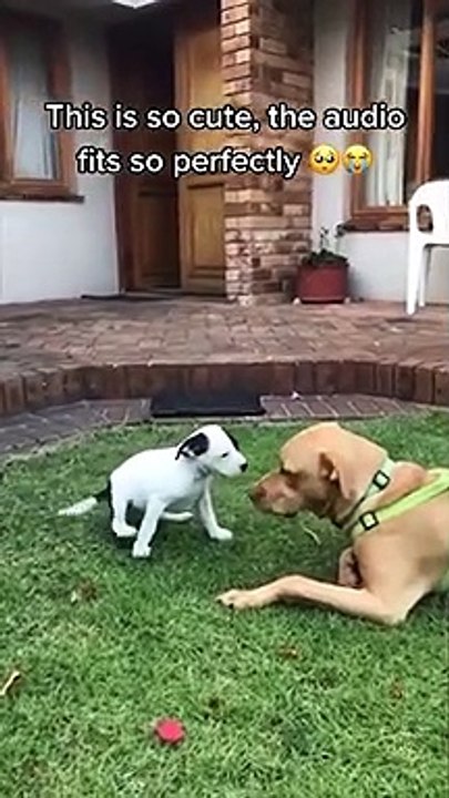 Funny Dogs