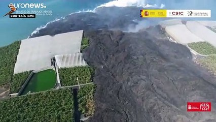 Volcán de La Palma | Plátanos sin agua por culpa de la lava