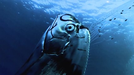 길이 8m 산갈치, 입벌리고 세로로 떠있는 이유는? / YTN