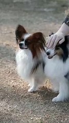 Cute and adorable twin dog