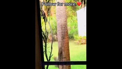 These dogs are very cute