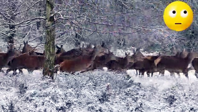 #Wild life/ animals life in the forest/ hunting time trying to save lifes