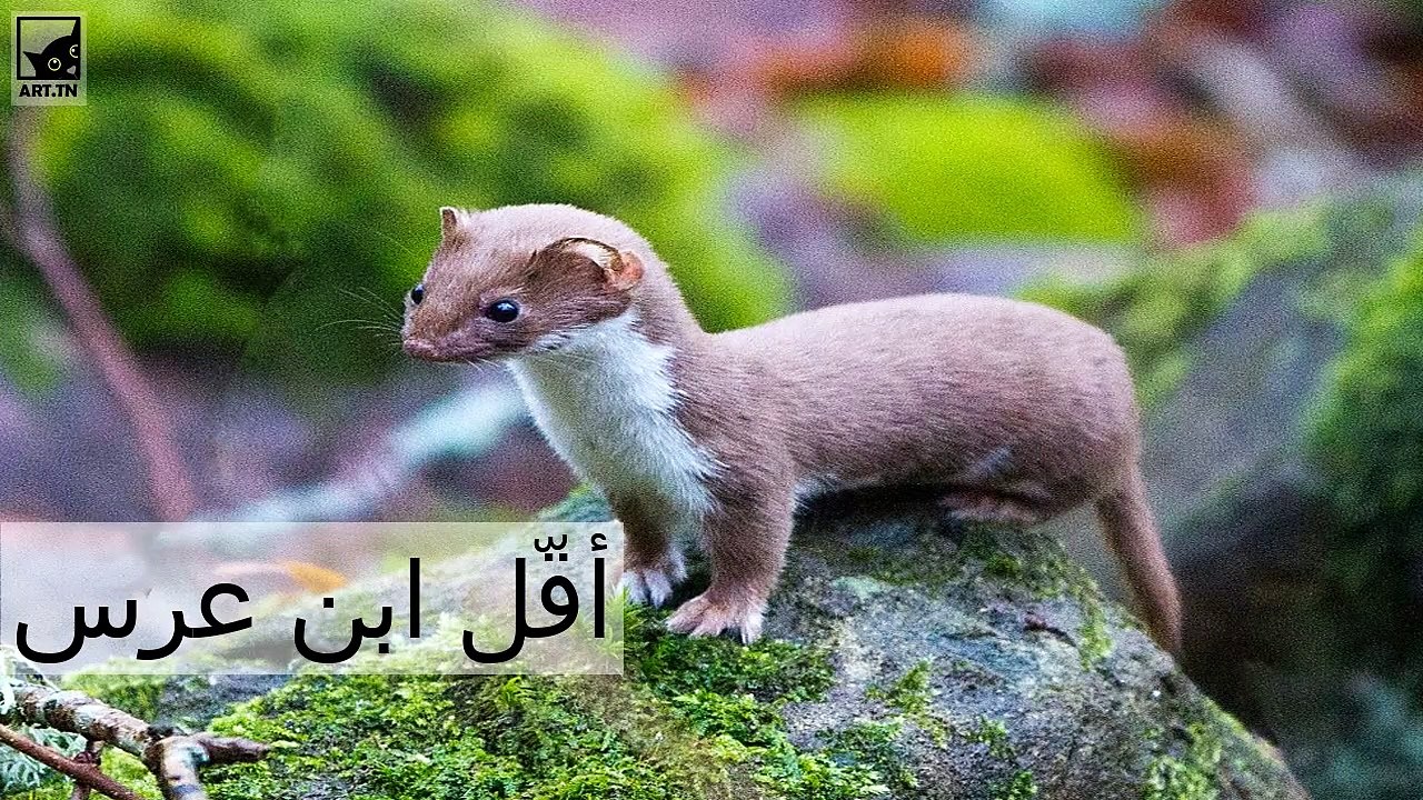 7 أصغر ثدييات في العالم