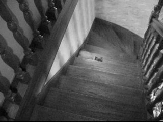 dressage de chat de cirque