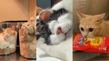 설거지할 때마다 벌어지는 일/고양이 세수의 정석/당첨 기운을 느끼고 복권 물고 도망