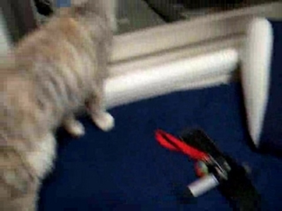 ねこ