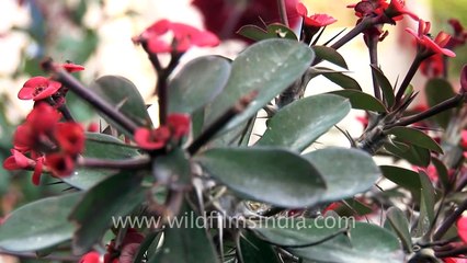 Crown of thorns - Euphorbia milii flower, Kohima