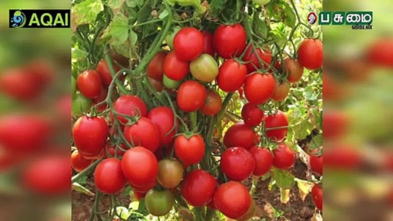 மாடித்தோட்டத்தில் வெண்டைக்காய் வளர்க்க இதைச் செய்யுங்க!