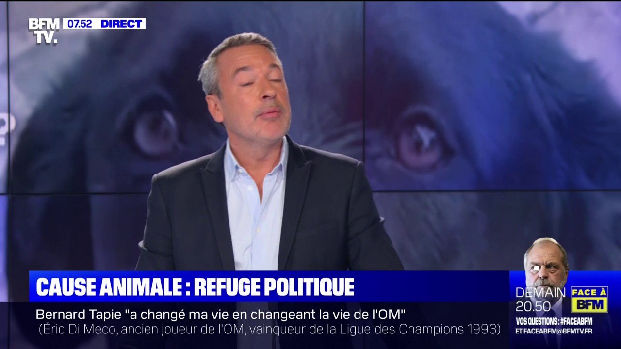 Le bien-être animal, nouvelle cause électorale