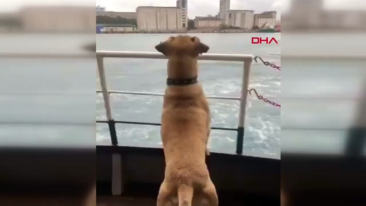 Boji bu sefer vapurda