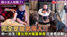 飼主寶寶一出生 7隻比特犬搶當保母 寶寶、狗狗互動完全超有愛！