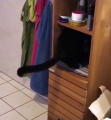 Cute Cat Part2 ~ Fun Channel