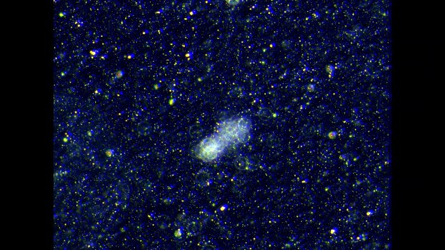 La Quinta Columna detecta organismos extraños moviéndose cuando se analizan los viales con un microscopio