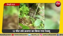 12 फीट लंबे अजगर का किया गया रेस्क्यू