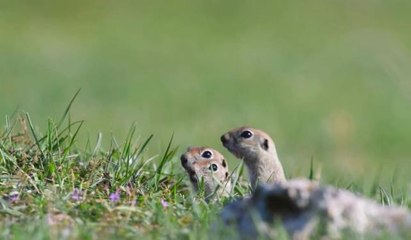 Yer sincaplarının drone şaşkınlığı izleyenleri gülümsetti
