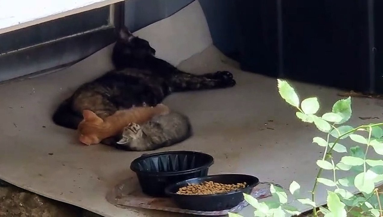 家族の眠り