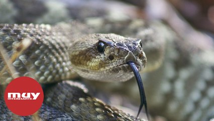 El engaño sonoro de las serpientes de cascabel