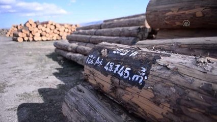 Son dakika haberleri! Yaşını doldurmuş sarıçamlar ekonomiye kazandırılıyor