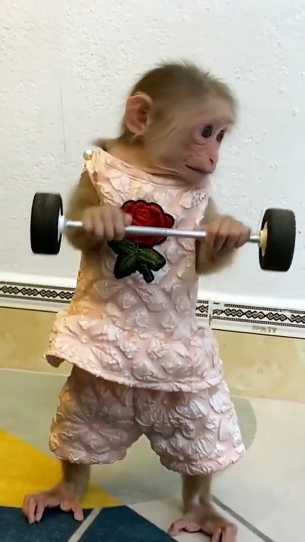⁣Monkey pets | Funny Pets Video