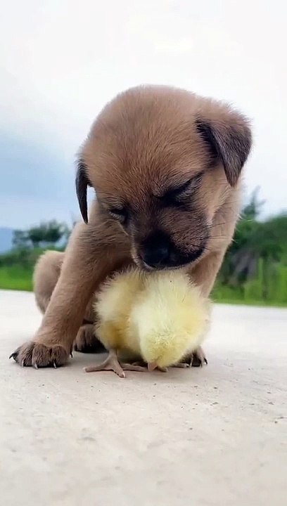 Dog pet