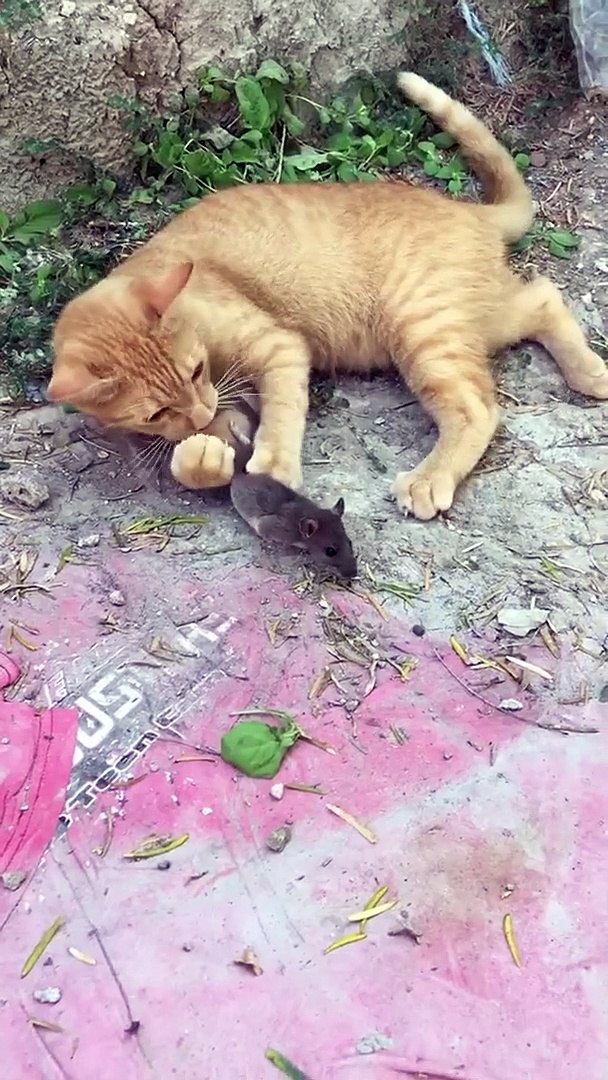 ⁣Funny Cats | Funny Pets Video