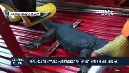 Bikin Heboh, Hewan Besar Ini Buat Panik Penghuni Kost