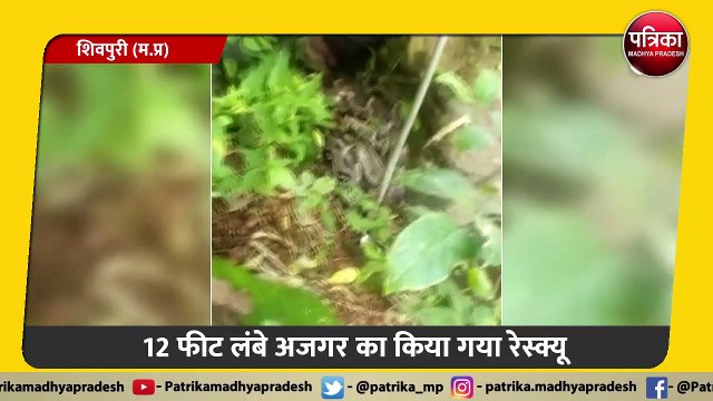 20 फीट उंचे पेड़ से शिकार करने वाला था अजगर, ऐसे किया गया रेस्क्यू