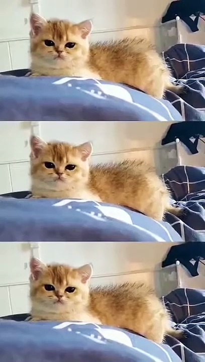 A collection of cute and adorable cats