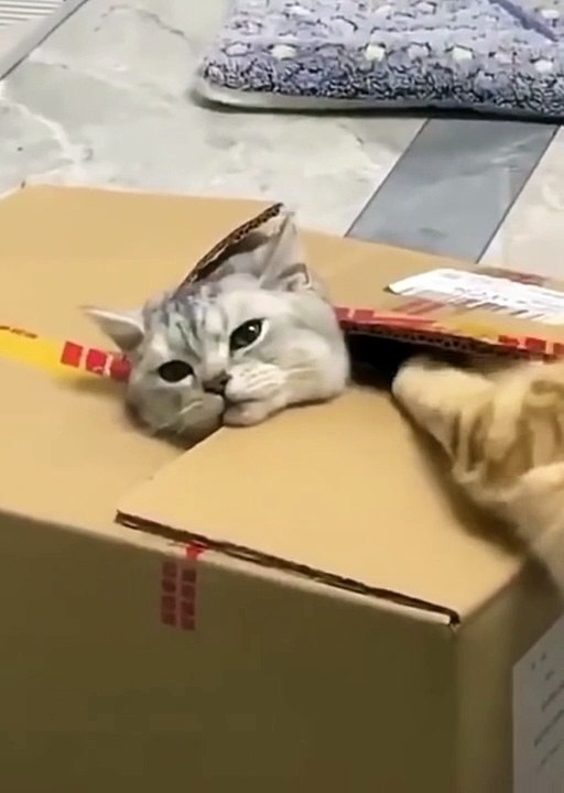 Funny Crazy Cats for Endless Laughter
