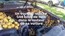 Un écureuil stocke 158 kilos de noix dans le moteur de sa voiture